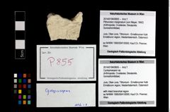 Foto (Objekt + Etikett) von Cycloprosopon sp.  (NHMW-GEO-2014-0194-0855)